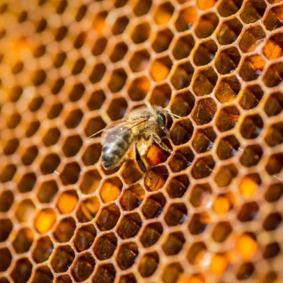 abelles.jpg